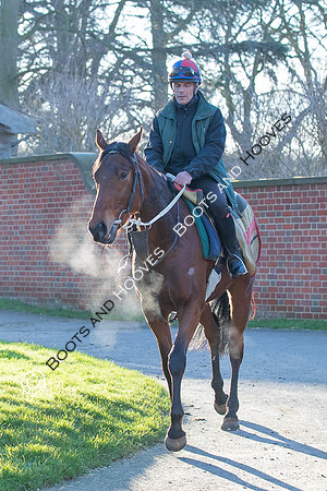 Newmarket Gallops