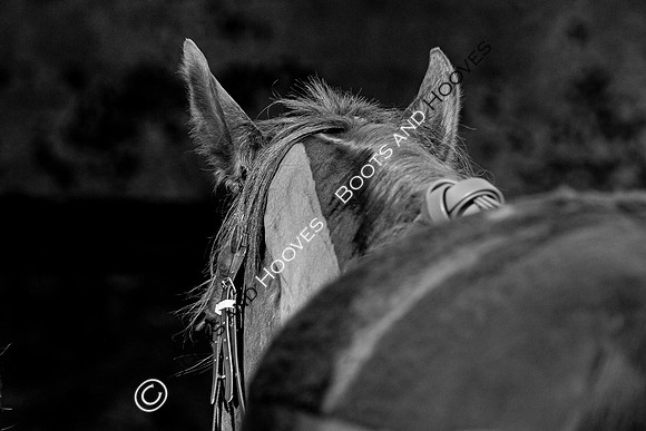 Newmarket Gallops