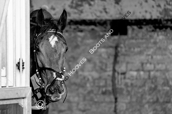 Newmarket Gallops