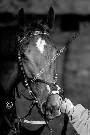 Newmarket Gallops