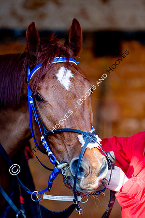 Newmarket Gallops