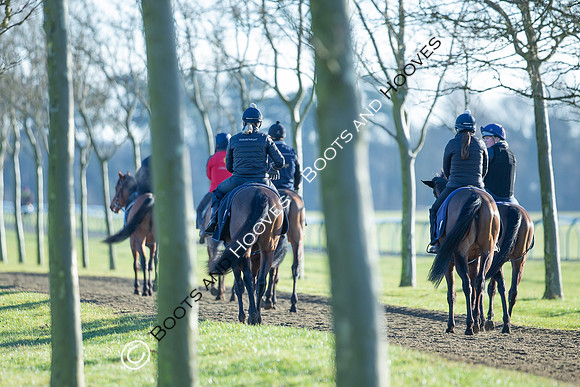 Newmarket Gallops