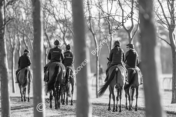 Newmarket Gallops