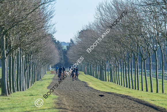 Newmarket Gallops