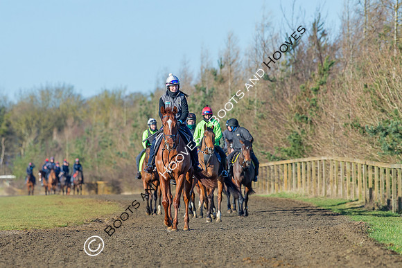 Newmarket Gallops