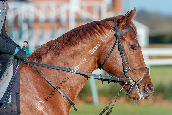Newmarket Gallops