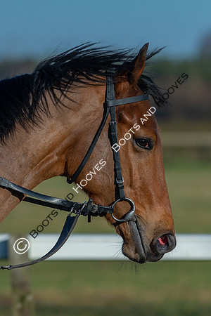 Newmarket Gallops