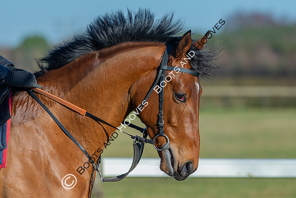 Newmarket Gallops