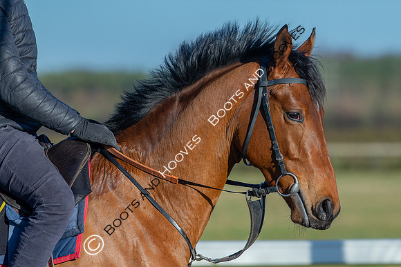 Newmarket Gallops