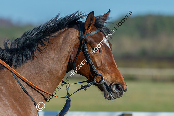 Newmarket Gallops