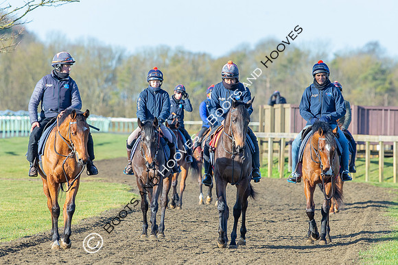 Newmarket Gallops