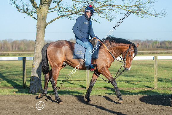Newmarket Gallops