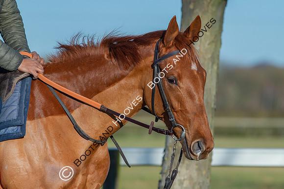 Newmarket Gallops