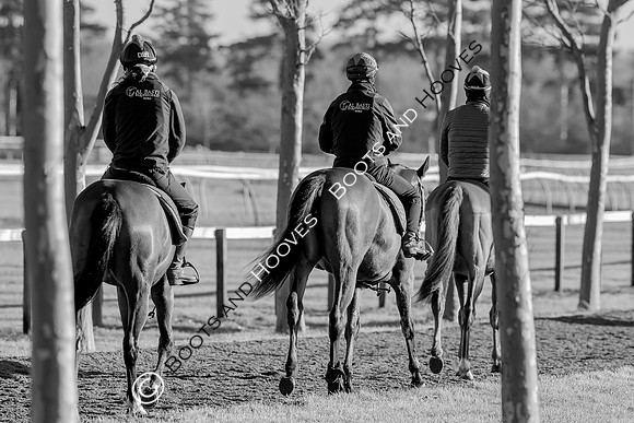 Newmarket Gallops