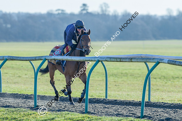 Newmarket Gallops