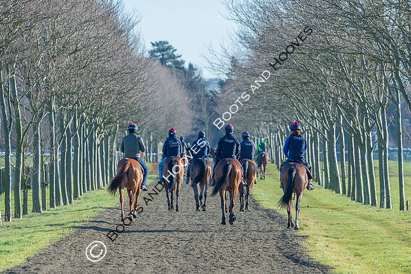 Newmarket Gallops
