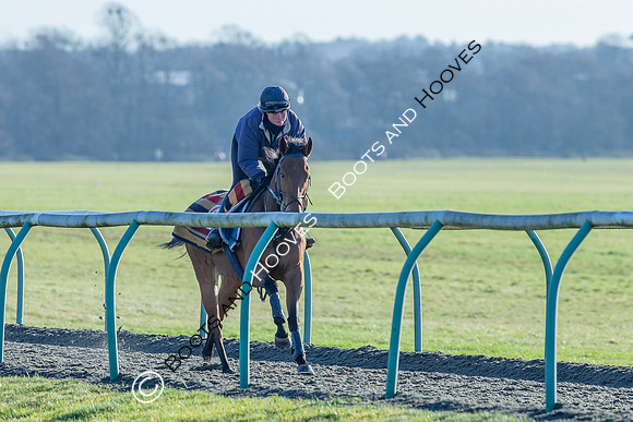 Newmarket Gallops
