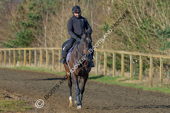 Newmarket Gallops
