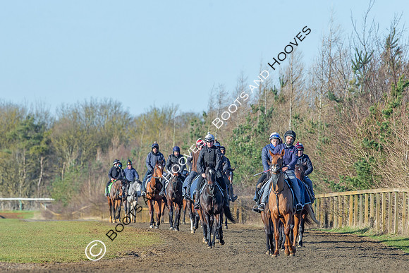 Newmarket Gallops