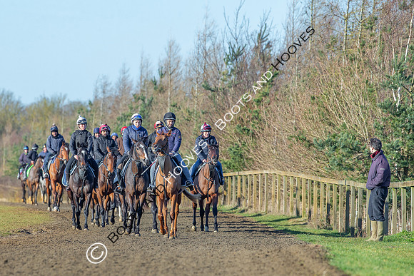 Newmarket Gallops