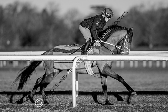 Newmarket Gallops