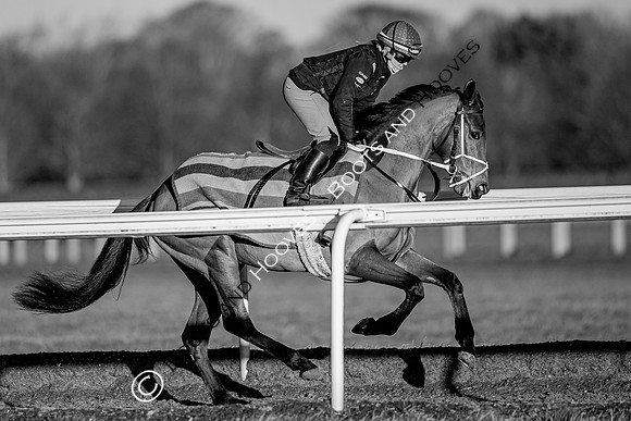 Newmarket Gallops