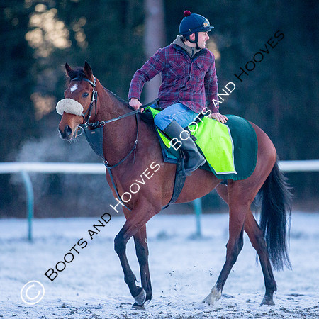 Newmarket Gallops