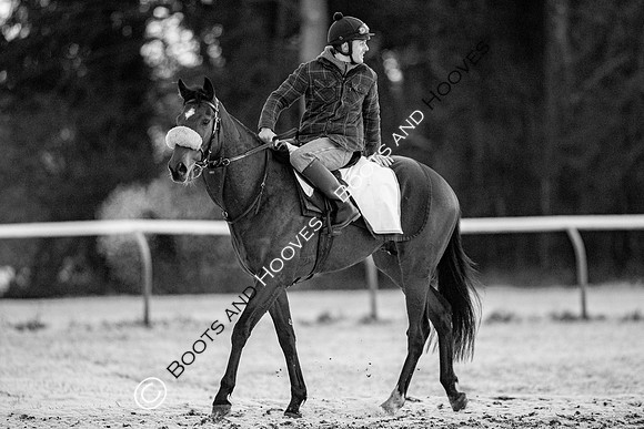 Newmarket Gallops