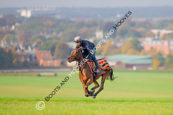Newmarket