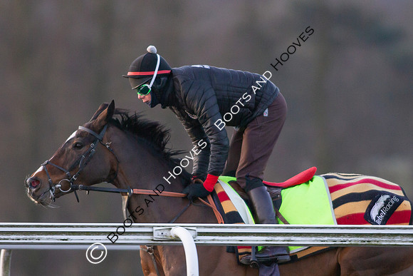 Newmarket Gallops