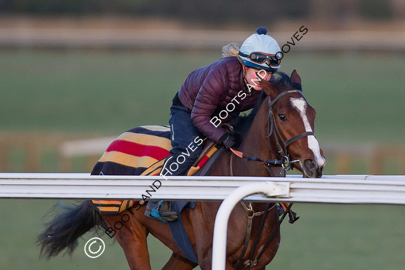 Newmarket Gallops