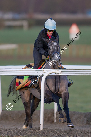 Newmarket Gallops