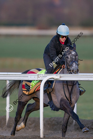 Newmarket Gallops