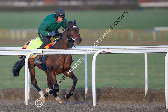 Newmarket Gallops