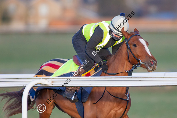 Newmarket Gallops