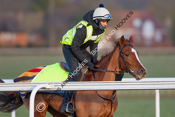 Newmarket Gallops