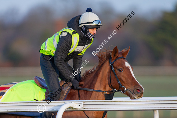 Newmarket Gallops