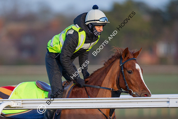 Newmarket Gallops