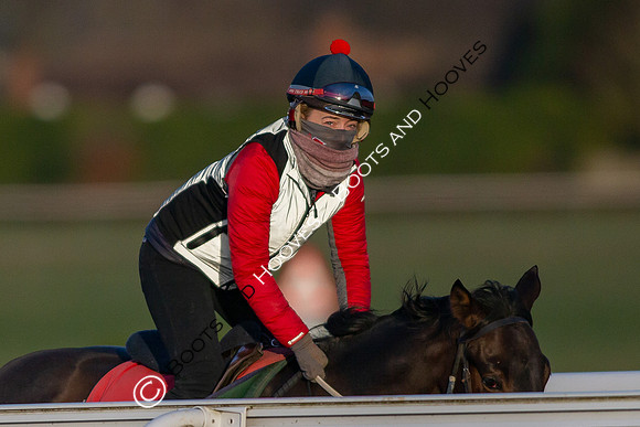 Newmarket Gallops
