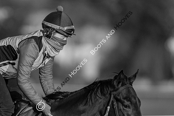 Newmarket Gallops