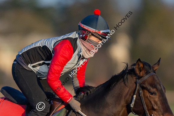 Newmarket Gallops
