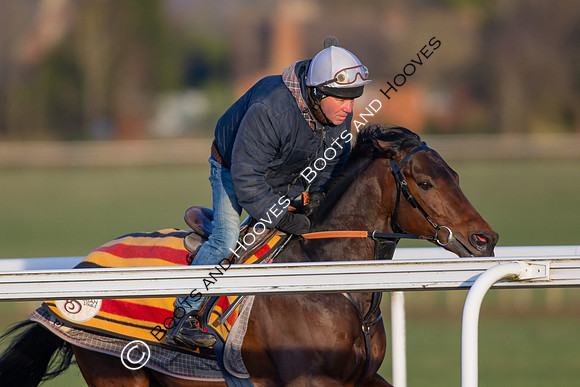 Newmarket Gallops