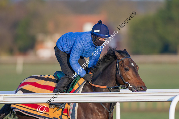 Newmarket Gallops