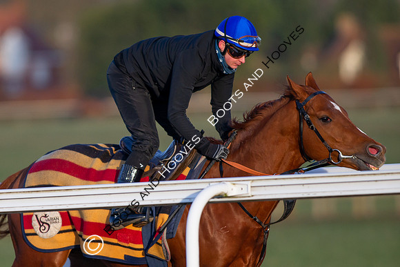 Newmarket Gallops