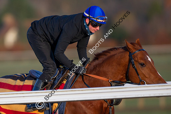Newmarket Gallops