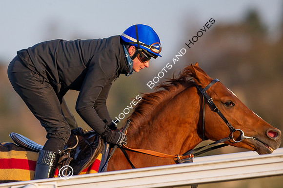 Newmarket Gallops