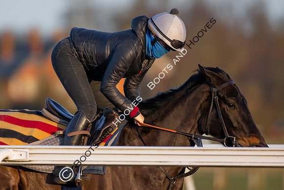Newmarket Gallops
