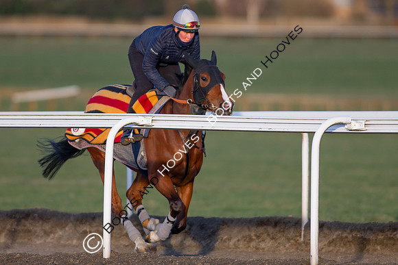 Newmarket Gallops