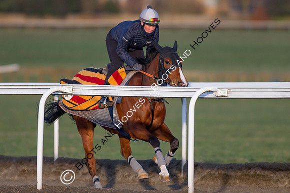 Newmarket Gallops