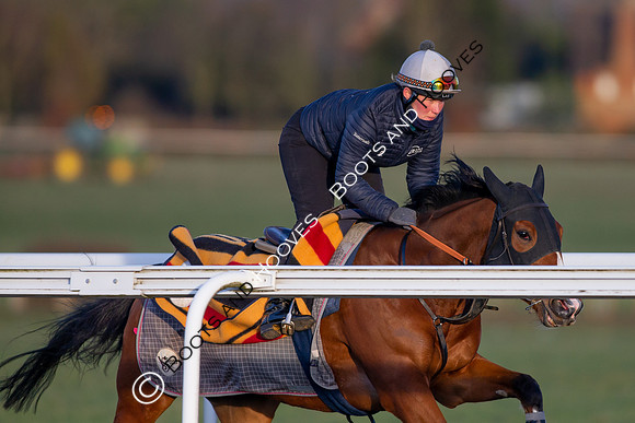 Newmarket Gallops